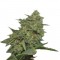 Семена сорта Original Cheese (IBL) fem