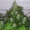 Сорт конопли Royal Gorilla Automatic fem (Royal Queen Seeds)