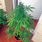 Семена сорта Critical + Autoflowering fem (Dinafem Seeds)