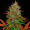 Семена сорта Tropicanna Poison F1 Fast Version (Sweet Seeds)