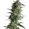 Семена сорта Auto Galaxy fem (Pyramid Seeds)