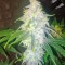 Семена сорта Sour Diesel #2 fem (Humboldt Seeds)