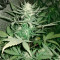 Семена сорта Auto Seemango fem (Victory Seeds)