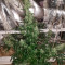 Семена сорта Ultra Power Plant fem (Victory Seeds)