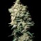 Семена сорта White Spanish fem (VIP seeds)