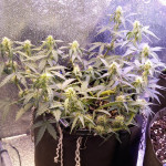 godzilla-cookies-auto-fem-herbies-seeds.jpg