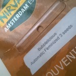 bubblelicious_automatic_nirvana_seeds.jpg