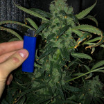 s.a.d.-sweet-afgani-delicious-auto-fem-sweet-seeds.jpeg