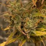 critical-kush-auto-critical-rapido-auto-fem-barneys-farm.jpg