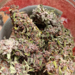 tropicana-cookies-ff-fem-fastbuds.jpg