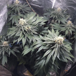 durban-poison-dutch-passion.jpg