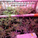 jds-auto-mix-feminized.JPG