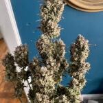 pineapple-express-auto-fem-barneys-farm.jpg