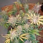 purple-juice-auto-fem-herbies-seeds.jpg