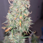 sweet-zenzation-xl-auto-fem-sweet-seeds.jpg