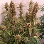 strawberry-gorilla-auto-fem-fastbuds.jpg