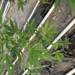 wipeout-express-auto-fem-heavyweight-seeds.jpg