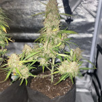 auto-amnesia-gold-fem-pyramid-seeds.jpeg