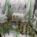 wedding-cake-auto-fem-barneys-farm.jpg