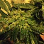 blueberry-hill-fem-herbies-seeds.jpg