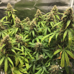 godzilla-cookies-auto-fem-herbies-seeds.jpg