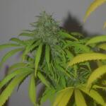 blueberry-cheese-auto-blue-cheese-auto-fem-barneys-farm.jpg