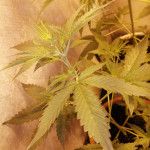 girl-scout-cookies-auto-fem-original-sensible-seeds.jpg