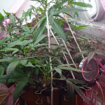six-shooter-auto-fem-fastbuds.jpg