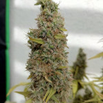 strawberry-amnesia-fem-herbies-seeds.jpg