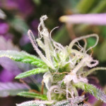 auto-american-pie-fem-pyramid-seeds.jpg