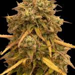 critical-kush-auto-critical-rapido-auto-fem-barneys-farm.jpg