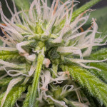 grandaddy-banner-fem-alphafem-seeds.jpg