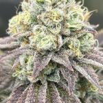 blueberry-muffin-fem-humboldt-seed-company.jpg