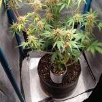 purple-juice-auto-fem-herbies-seeds.jpg