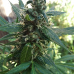 auto-super-hash-fem-pyramid-seeds.jpg