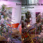 mikromachine-auto-fem-kannabia-seeds.jpg