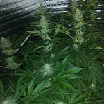 green-love-potion-samsara-seeds.jpg
