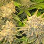 critical-kush-fem-barneys-farm.jpg