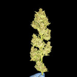 frostbanger-auto-fem-fastbuds.jpg