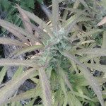 sweet-skunk-auto-fem-sweet-seeds.jpg