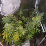 blue-widow-dinafem-seeds.JPG