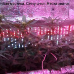 blue-mystic-automatic-nirvana-seeds.jpg
