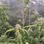 big-devil-xl-auto-sweet-seeds.jpg