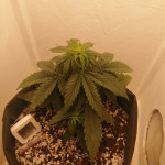 blue-mystic-automatic-blueberry-auto-fem-nirvana-seeds.jpg