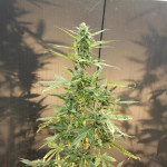 choco-thai-auto-fem-herbies-seeds.jpg