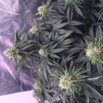 gelato-242-fem-medical-seeds.jpeg