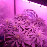 auto-gorilla-fem-00-seeds.jpg