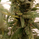 cheese-xxl-autoflowering-fem-dinafem-seeds.jpg