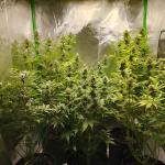crystal-ww-autoflower-fem-easy-grow-seeds.jpg