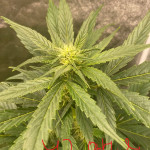 girl-scout-cookies-auto-fem-original-sensible-seeds.jpg